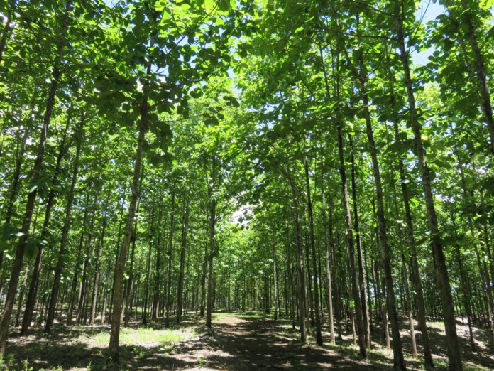 Life_Forestry_IMG_4665