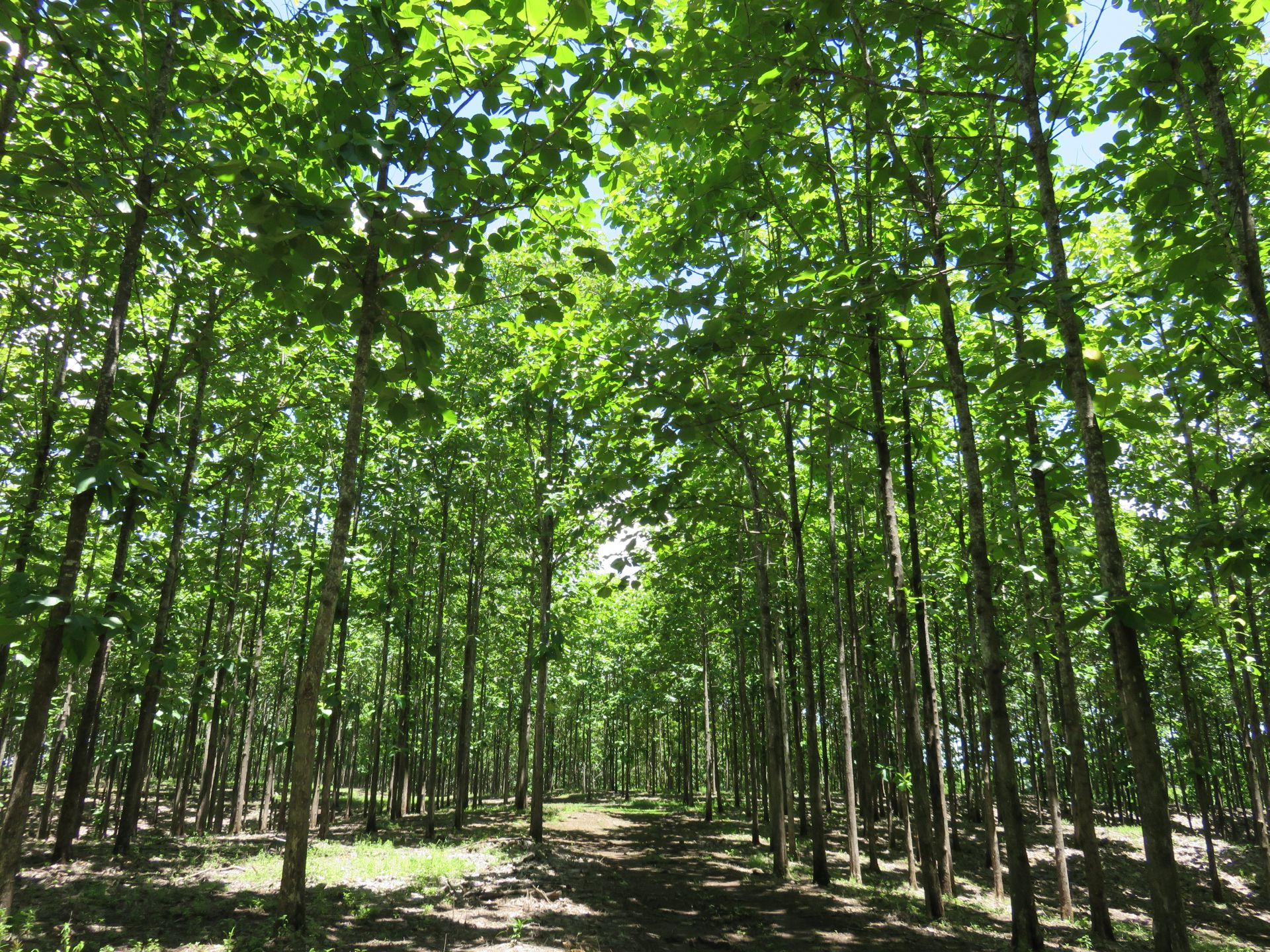 Life Forestry Group: Sind Nachhaltigkeit und Rendite vereinbar?