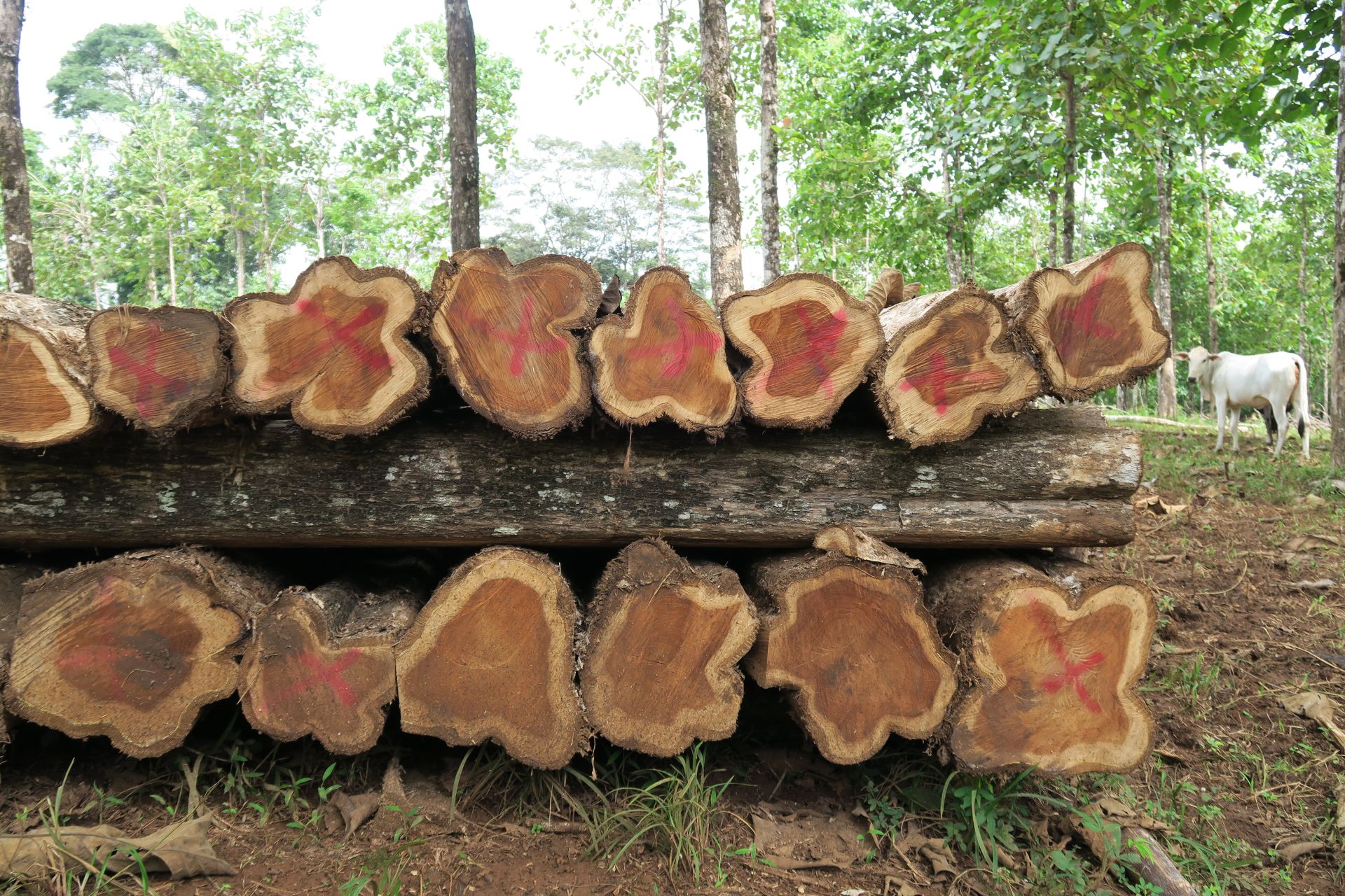 Wieviel Nachhaltigkeit steckt im Angebot der Life Forestry AG?