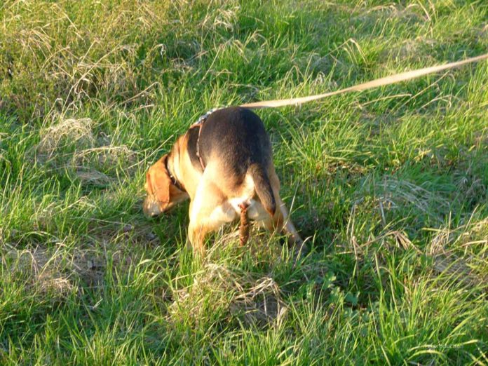 hunde-kot