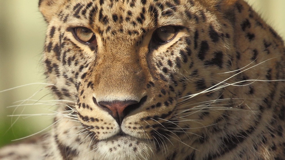 Auch der Jaguar, die „goldene Katze“, droht auszusterben