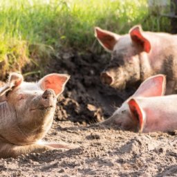 Landwirte und Schweinemäster in Bedrängnis