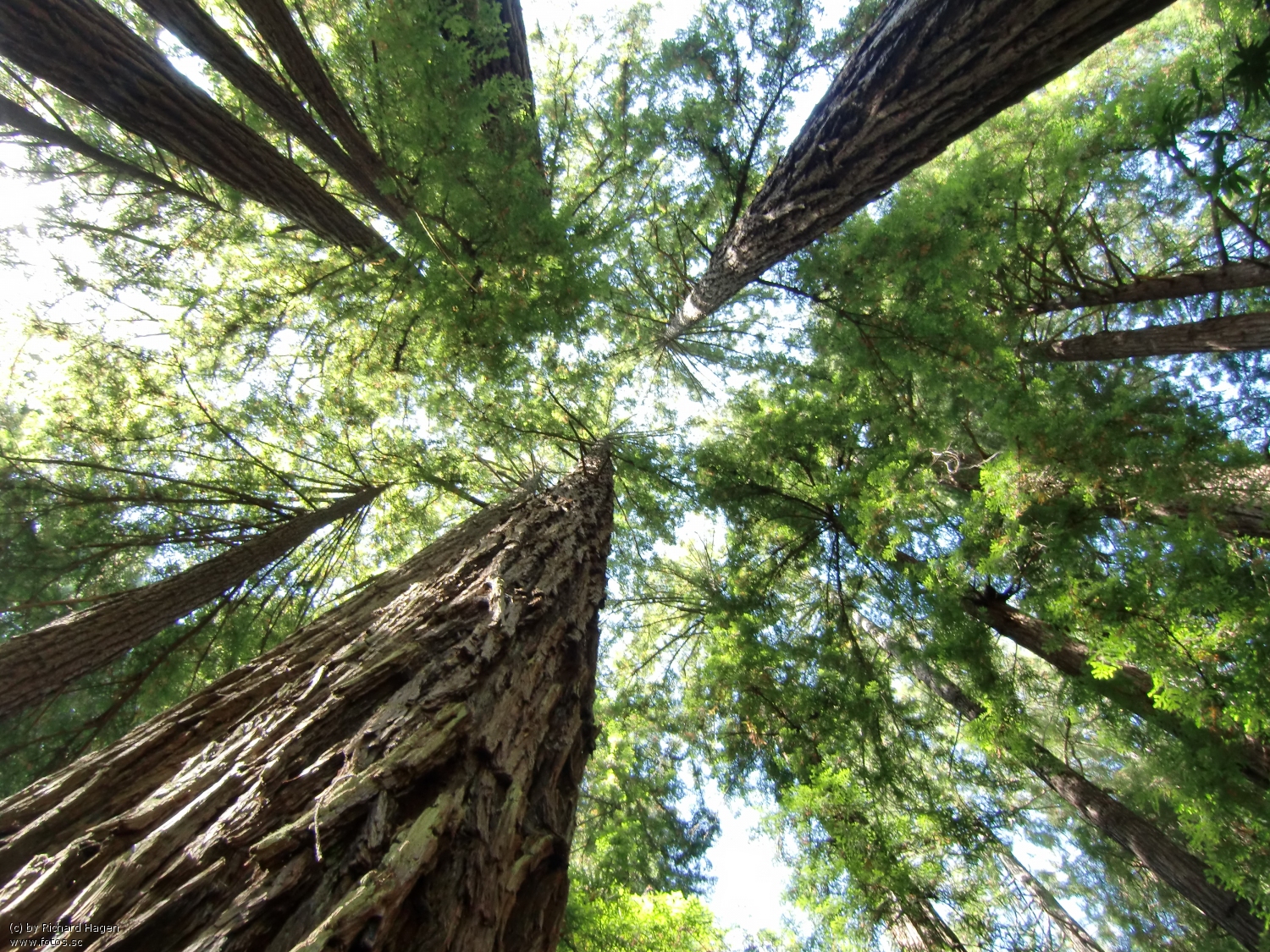 Waldinvestments: Ein gewinnbringender Beitrag zur Umwelt?
