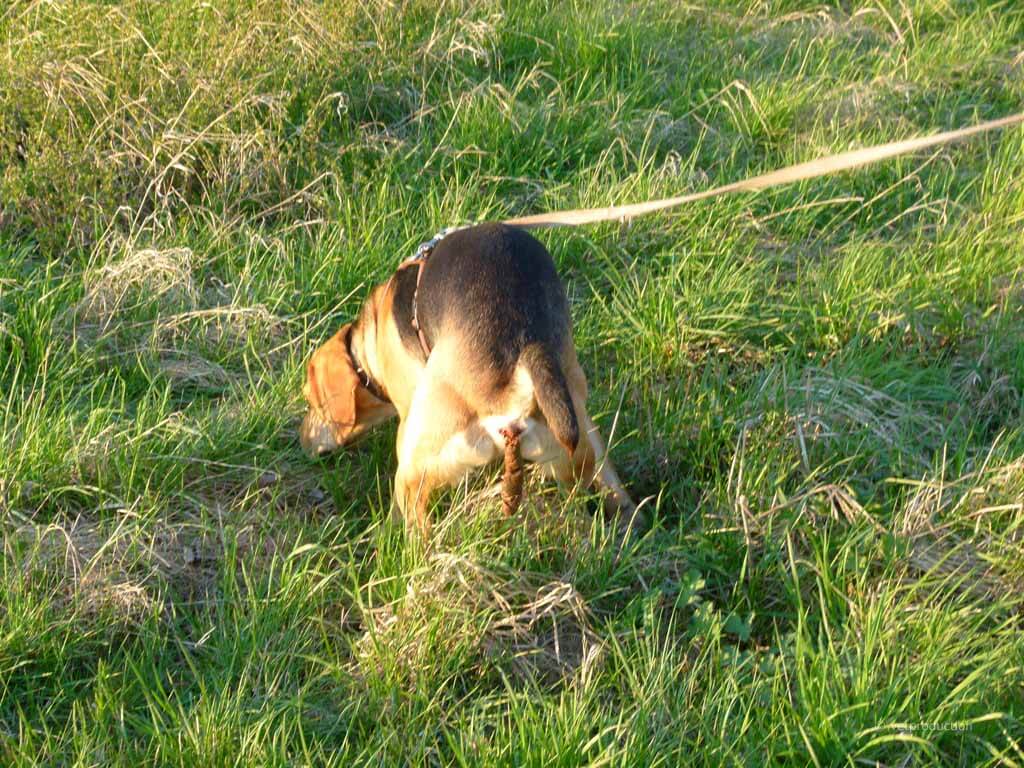 Hundehalter verseuchen Äcker und Wiesen