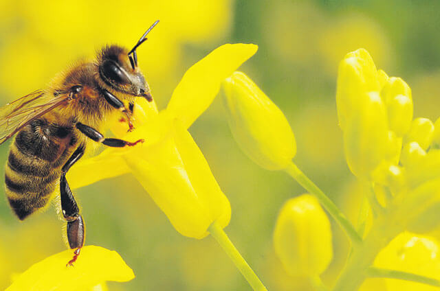 Natur in Not: Wer rettet unsere Bienen vor dem Aussterben?