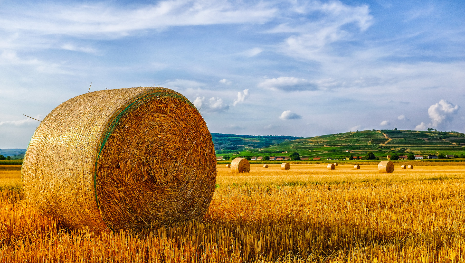 Kaum Heu: Futterkrise bei Tierhaltung und Landwirtschaft