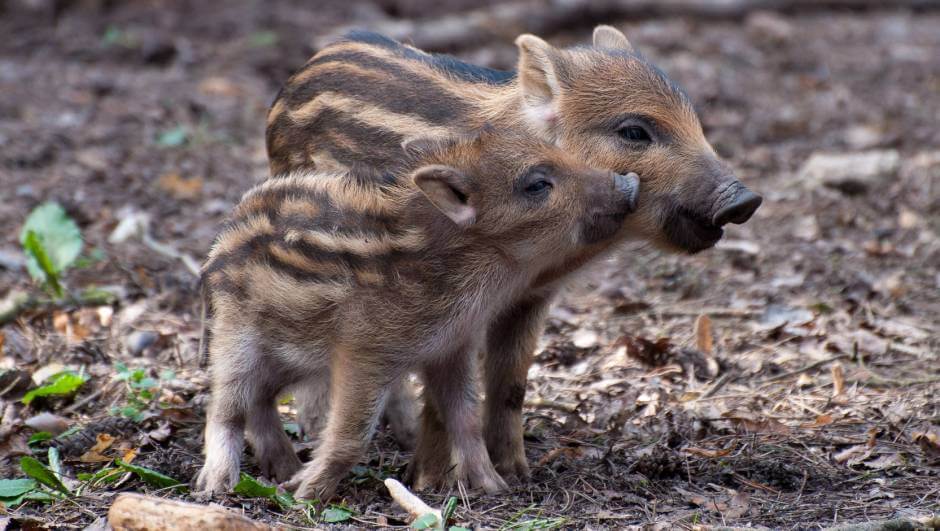 In Italien gehören Wildschweine beinahe zur Familie