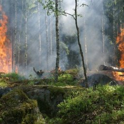 Katastrophale Folgen der schwersten Brände im Regenwald seit 2007