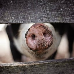 Ausschreitungen in Katalonien: Schweineköpfe als Protest gegen Gerichtsentscheid