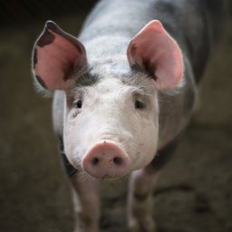 Fleischkonzern Tönnies: Hundertfach Gesundheitszeugnisse gefälscht!