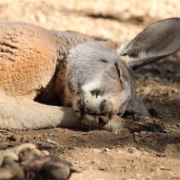 Corona in Australien: Der strengste Lockdown der Welt ist beendet