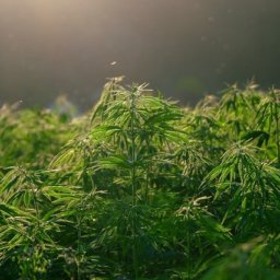 Vereinten Nationen überdenken Gefährlichkeit von Cannabis: Marihuana nicht mehr auf Liste der schädlichsten Drogen