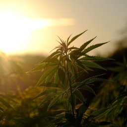Die Cannabis-Legalisierung soll dem Staat jährlich 4,7 Milliarden Euro bringen